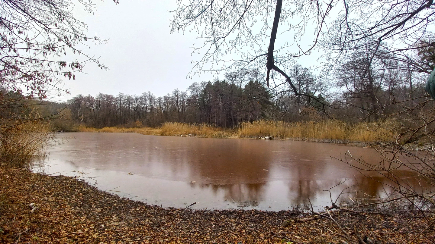 Водоём с отражениями деревьев и открытыми берегами в Ташанском парке.