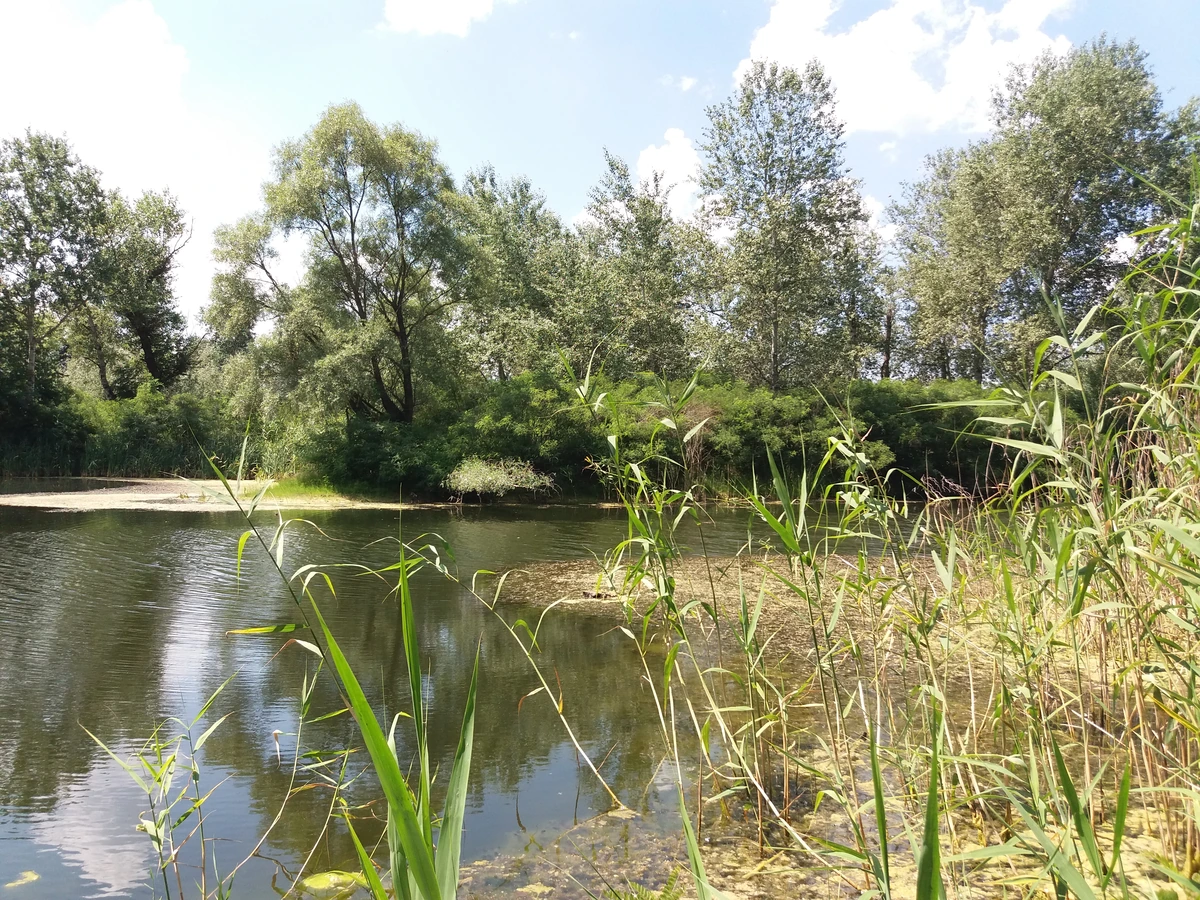 Вода, камыш на переднем плане и деревья на противоположном берегу в заказнике «Лесные озёра».