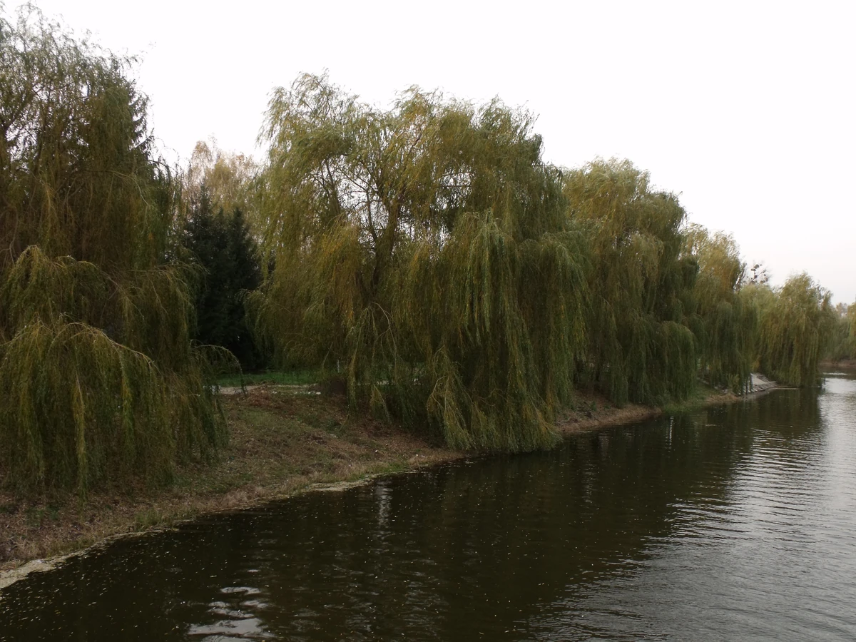 Вода й берег із похиленими вербами на фотографії річкового краєвиду Хмільника.